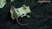 Funny Cats And Rats - Cats Attacking Cats Compilation