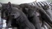 Kittens Talking and Playieir Moms Compilation _ Cat mom hugs baby kitten