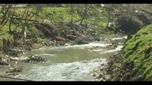 Report TV - Fier, bashkia: Gjobë bizneseve që ndotin lumin Gjanica