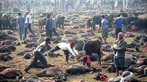 Masacre masiva de animales en Nepal (imágenes fuertes)