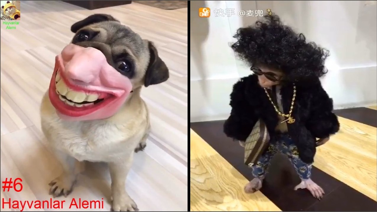 Endangered Animals - Extinct Animals - Zoo Animals - Funny And Cute Animals #6 - Hayvanlar Alemi