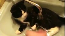 Funny Cats Enjoying Bath _ Cats That LOVE Water Compilatinjgh