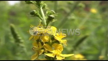 Ora News – Kujdes nga alergjitë, 80% e pacientëve probleme në rrugët e frymëmarrjes