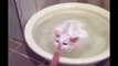 Funny Cats Enjoying Bath _ Cats Compilation