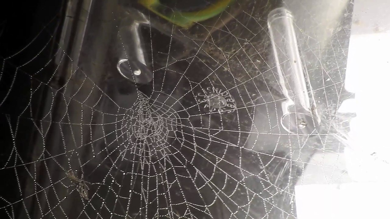 Dew covered spiders web on a damp foggy night super zoom zoom test