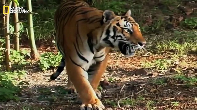 Indian Leopards TheC National Geographic Documentary HD - YouTube