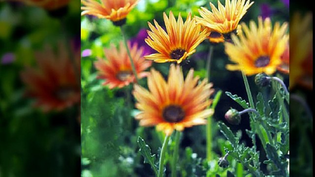 African Violet 선릉오피 선릉건마 ｛oPss 3。C o M｝ 오피쓰