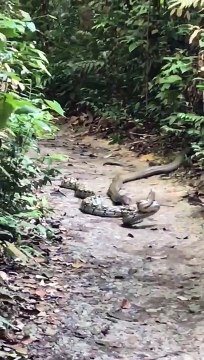 Cobra royal VS python