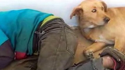 LLEVABA DOS DÍAS SIN VIDA Y NADIE LO HABÍA NOTADO. HIZO SU PERRO, TE DEJARÁ PASMADO