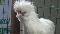 Süs Tavukları, İlik Kanseri Güler'in Tedavisi İçin Satıldı