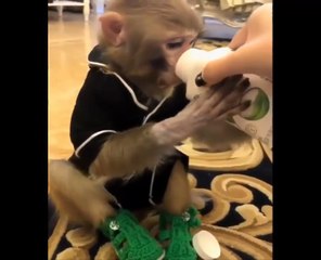 ♥Cute Dogs, Cats And Monkeys Compilation 2017♥ [HD] #1 - Hayvanlar Alemi