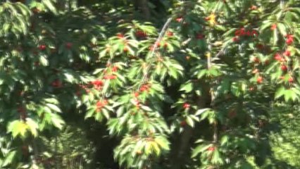 Aydın- Kirazlı, Kirazı Terk Edip Bağcılığa Yöneliyor