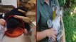 Funny And Cute Animals Videos Compilation 2017 [HD] #3 - Hayvanlar Alemi