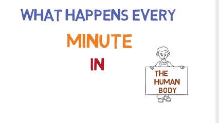 What Happens Every Minute In The Human Body