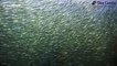 Sharks, dolphins and gannets in sardine feeding frenzy