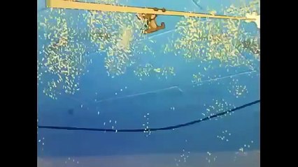 Tom and Jerry - Cue Ball Cat - cartoon for kids