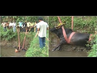 Bull which feel into well rescued by fire fighters with the help of villagers