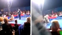Pendant un numéro de cirque un ours charge le public