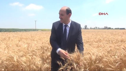 Adana 'Anız Yakılırsa Ektiğimiz Ürünü Tarlada Büyütemeyeceğiz'