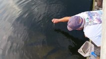 Cet expert de la pêche vous montre comment attraper un poisson à mains nues