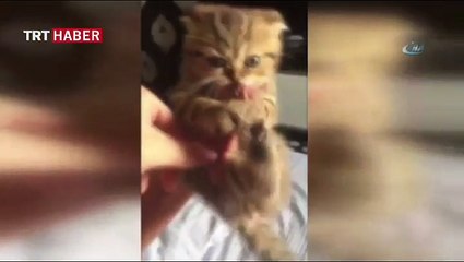 Yavru kedi yemeğini vermek istemeyince
