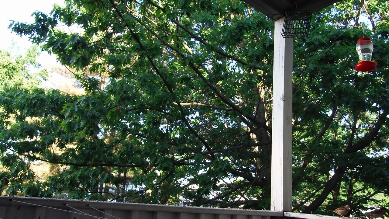 Starling Bird Feeding their young babies