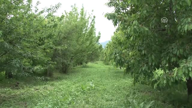 Çinliler Türk Kirazını Tadacak - Afyonkarahisar