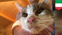 Kucing terkubur di puing-puing gempa selama 6 hari, berhasil selamat - Tomonews