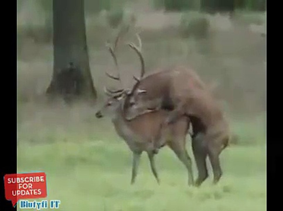 Animals mate Deer cute Animal funny   Video