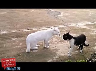 Bruce Lee'nin Kayıp Kedisi