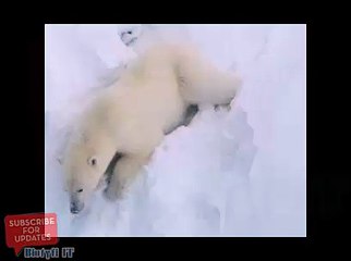 Flirting Polar Bear