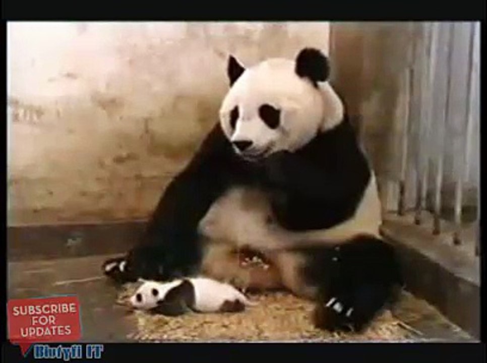 Funny Panda Sneezing