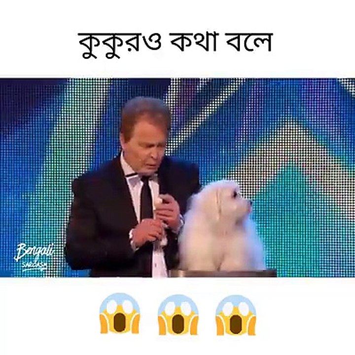 Wow Dog Can Talk Like Human.