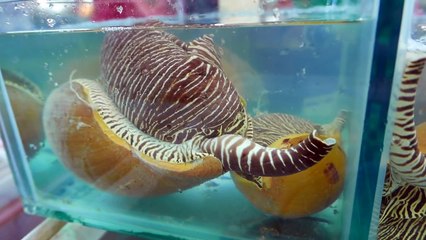 GIANT SEAFOOD - MONSTER SEA SNAIL Thailand Street Food