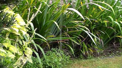 Som da chuva para relaxar