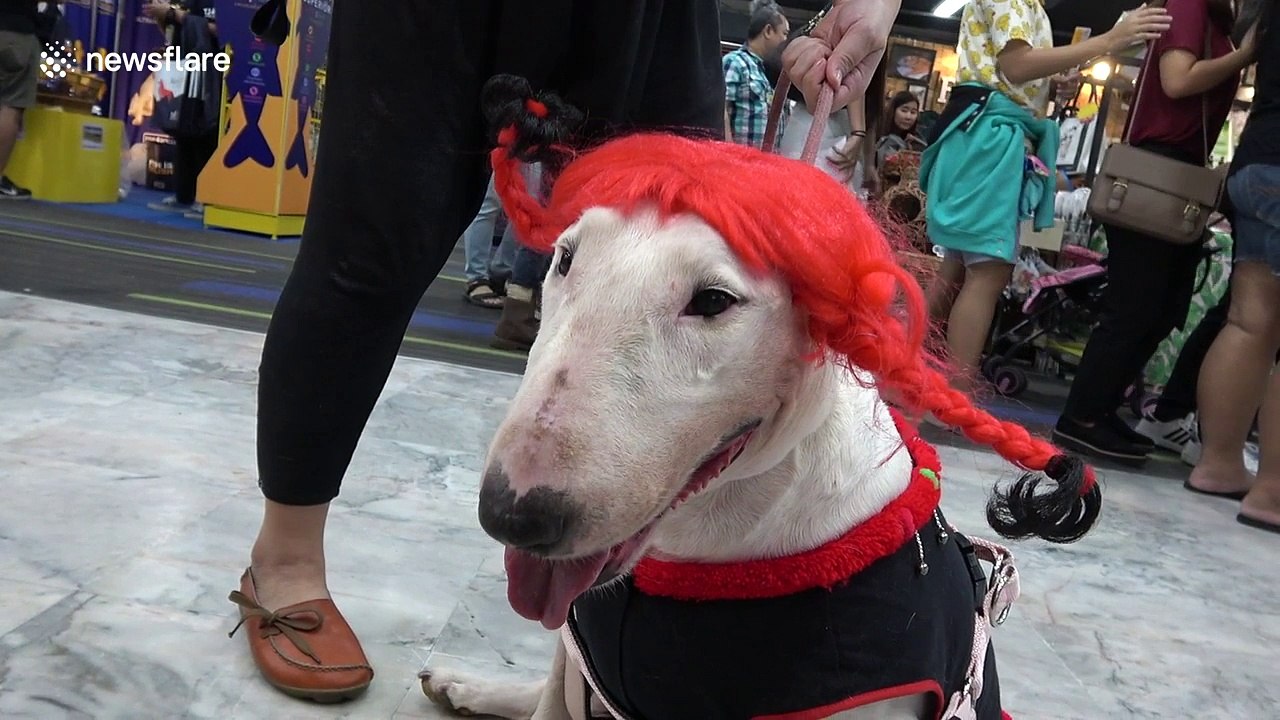 Bizarrely costumed pets at Thai show