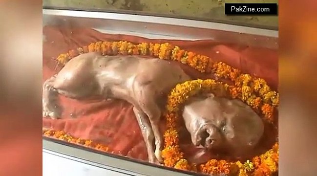 Cow born with a human-like head is worshipped by Indian villagers