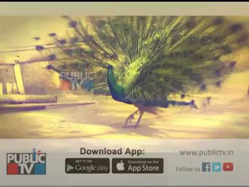Peacock comes and dances in front of temple during pooja everyday