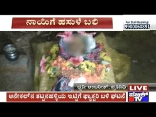 Anekal: 2 Year Old Girl Attacked By Dogs Dead Near Tattanahalli