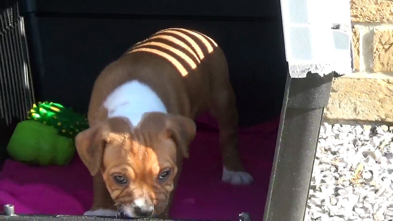 86ème Vidéo Les 2 femelles de la 28ème portée de STAFFORDLAND