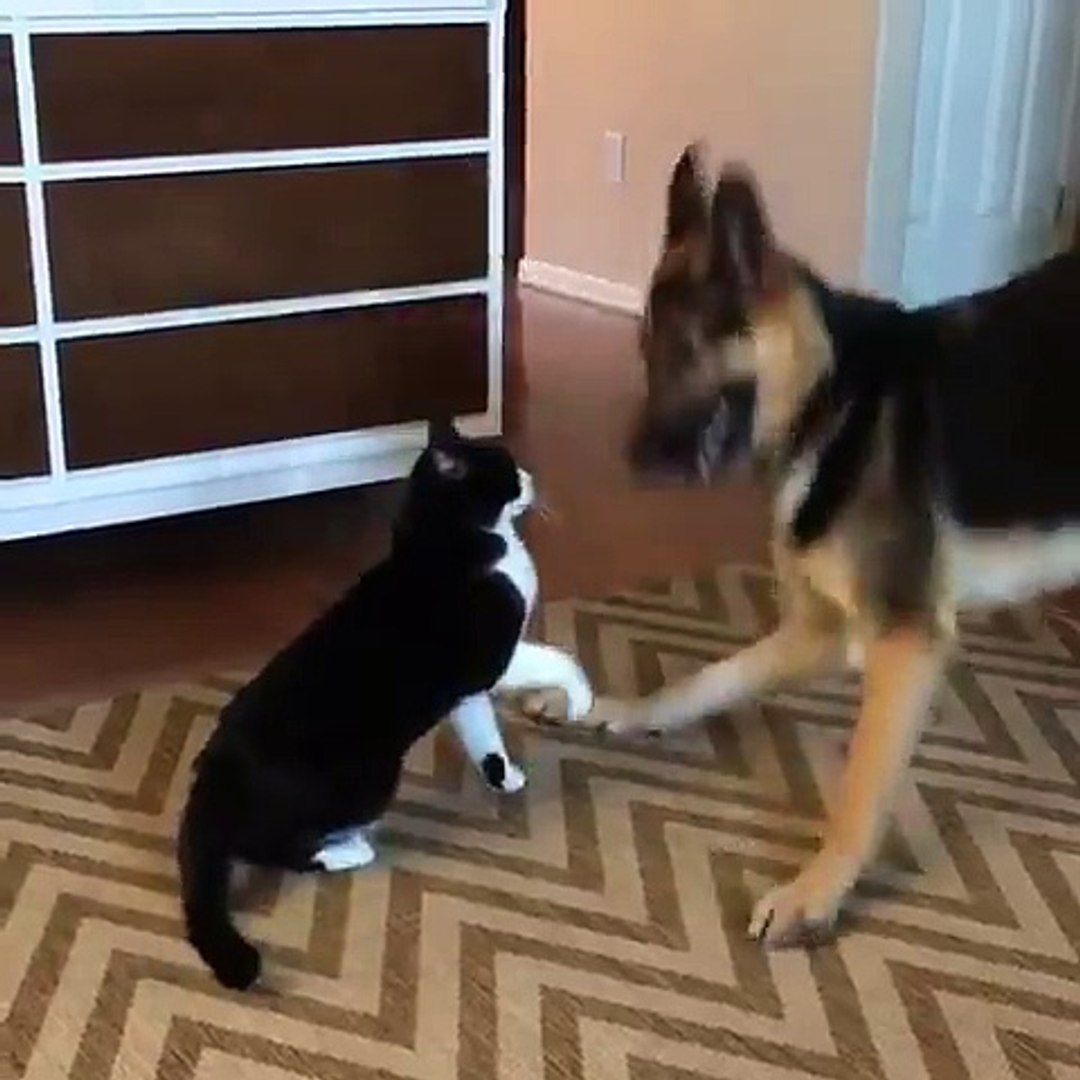 Un chien et un chat se battent (à voir jusqu'au bout !) - Vidéo Dailymotion