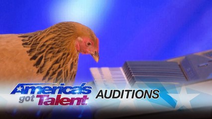 America's Got Talent 2017 - Jokgu of the Flockstars- Chicken Plays Patriotic Tune on Keyboard