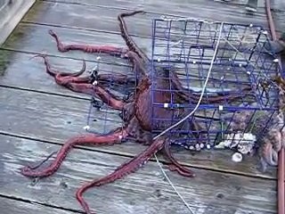 giant octopus released back to ocean