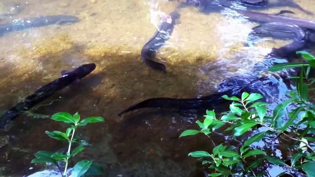 Stephanie Bowman feeding eels at Pukaha