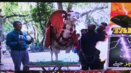 Geo News Reporter Amin Hafiz Bal Bal Bach Gyaa