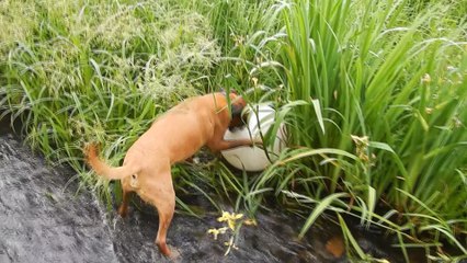 Zeppo has a ball