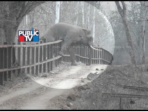 Video of Elephant Trying Crossing Iron Rods To Enter Village area at Bandipur