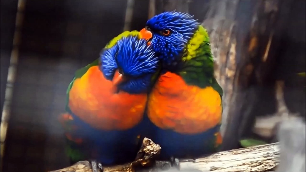 Nos frères les animaux