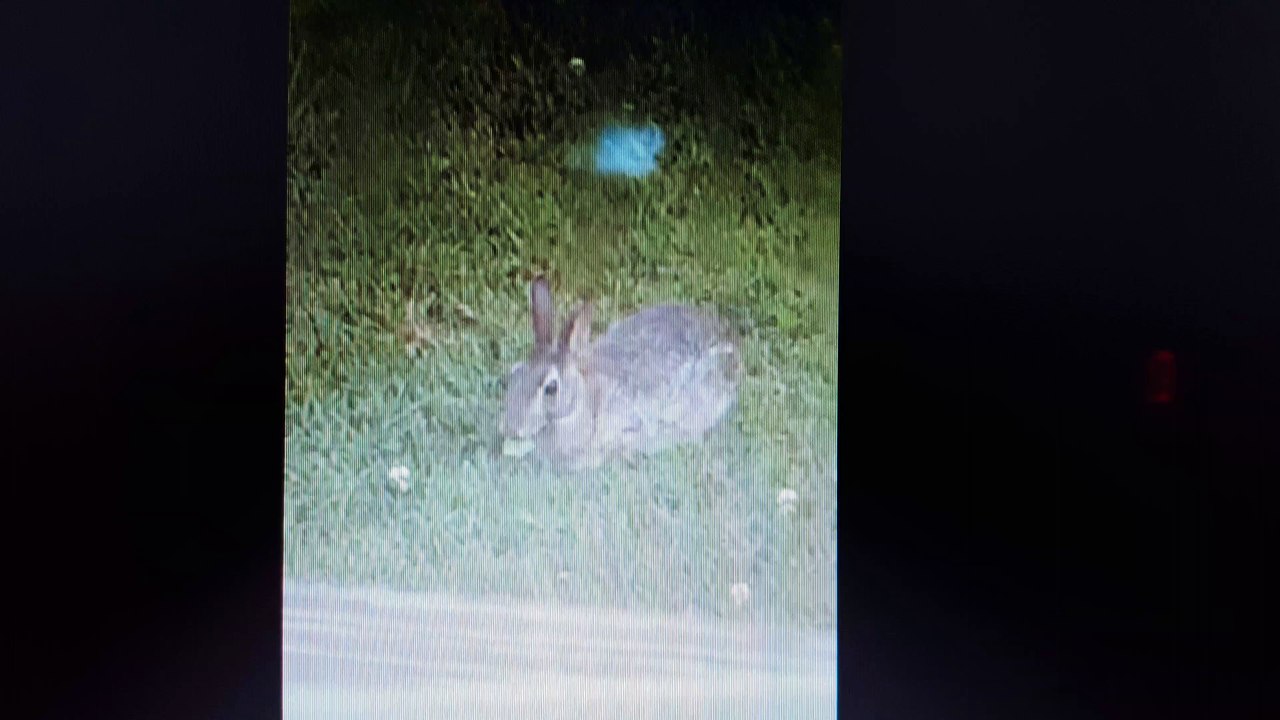 Rabbit