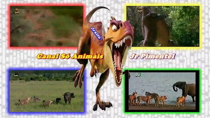 LEÕES LUTA PELA SOBERANIA